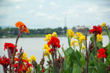 5 MIXED CANNA LILY Generalis Mix Colors Red Yellow Hummingbird Flower Seeds