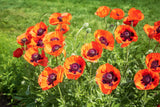 100 PRINCE of ORANGE POPPY Oriental Poppy Papaver Orientale Perennial Flower Seeds