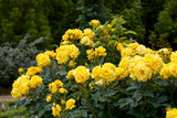 5 YELLOW ROSE Rosa Bush Shrub Perennial Flower Seeds