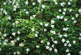 50 GARDENIA Jasminoides / CAPE JASMINE Fragrant White Shrub Houseplant Flower Seeds