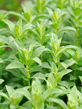 200 PENNYROYAL Mint Mentha Pulegium Herb Purple Flower Seeds