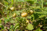 100 YELLOW WONDER STRAWBERRY Everbearing Heirloom Alpine Fragaria Vesca Yellow Berry Fruit Seeds