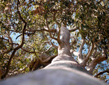 25 RED FOREST GUM Tree Eucalyptus Tereticornis Blue Grey Mountain Flower Seeds