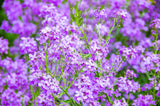 1500 DAMES ROCKET (Danask Violet) Hesperis Matronalis Dame's Purple Flower Seeds