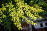 10 DWARF GOLDEN RAIN TREE Koelreuteria Paniculata Nana Yellow Flower Seeds