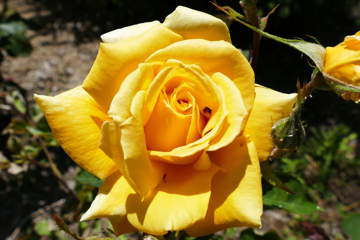 5 YELLOW ROSE Rosa Bush Shrub Perennial Flower Seeds