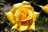 5 YELLOW ROSE Rosa Bush Shrub Perennial Flower Seeds