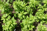 300 EPAZOTE (Mexican Tea) Chenopodium Ambrosioides  Dysphania Herb Flower Seeds