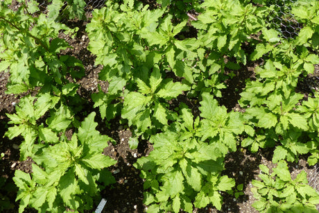 300 EPAZOTE (Mexican Tea) Chenopodium Ambrosioides  Dysphania Herb Flower Seeds