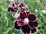 50 VELVET N LACE DIANTHUS Chinensis Black & White Flower Seeds