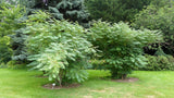7 BLUE SAUSAGE FRUIT Edible & Ornamental Decaisnea Fargesii Tree Shrub Seeds