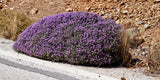 100 MOTHER OF THYME aka Lemon Broadleaved Large Thyme Thymus Pulegioides Herb Pink Flower Seeds