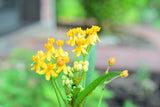 10 Bright YELLOW MILKWEED Butterfly Weed Asclepias Tuberosa Monarch Flower Seeds