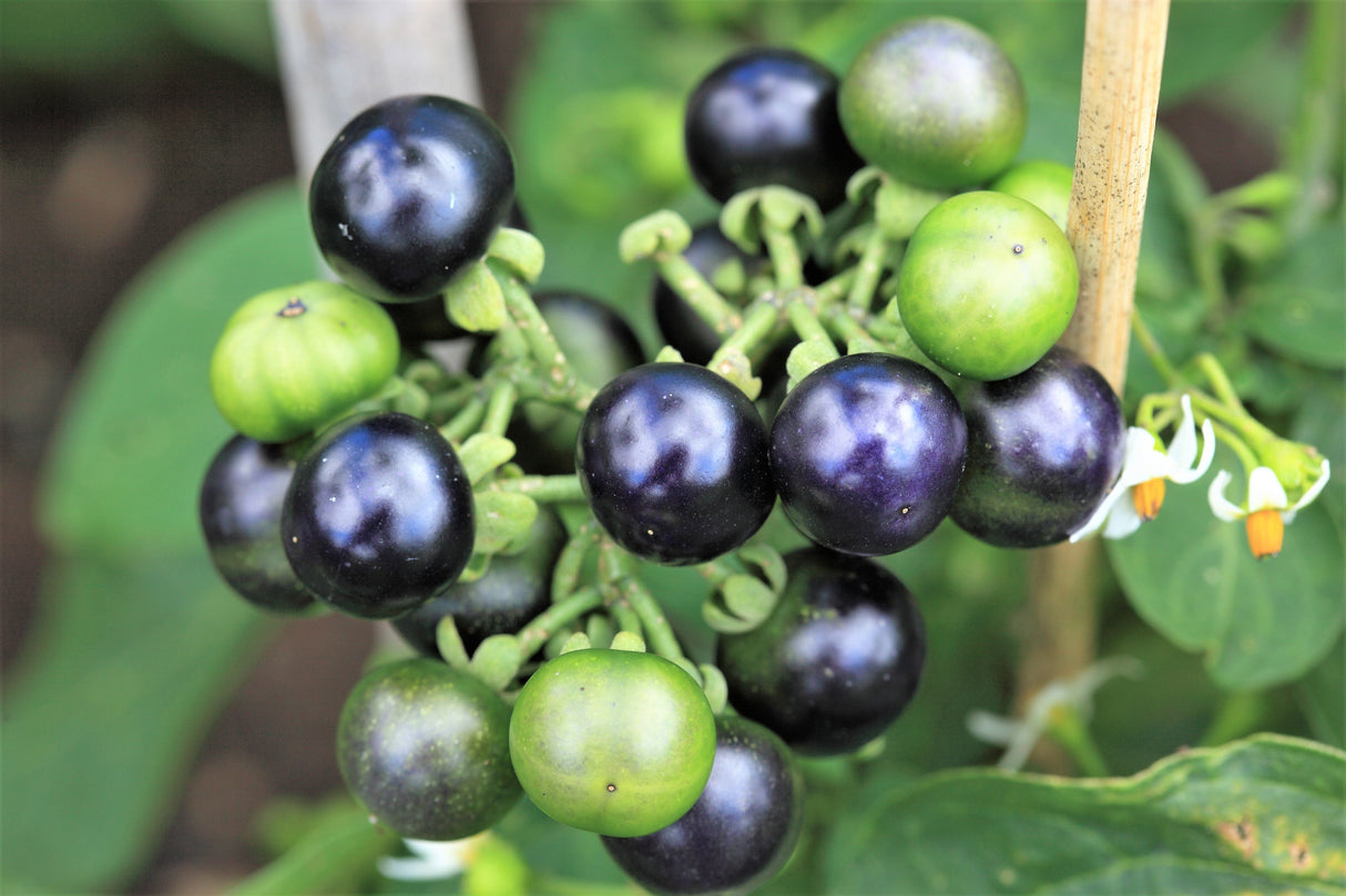 100 GARDEN HUCKLEBERRY (Ground Cherry) Solanum Melanocerasum Berry Fruit Bush Seeds