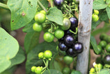 100 GARDEN HUCKLEBERRY (Ground Cherry) Solanum Melanocerasum Berry Fruit Bush Seeds