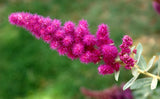 50 ROSE DOUGLAS SPIREA Pink Hardhack Steeple Bush Spiraea Douglasii Flower Shrub Seeds