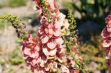 100 MIXED COLORS VERBASCUM Verbascum Phoeniceum Flower Seeds