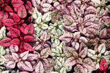 10 Dwarf Mixed Colors POLKA DOT PLANT Red Pink White Rose Splash Select Hypoestes Phyllostachya Flower Houseplant Seeds