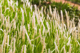 500 DERBY TIMOTHY GRASS Ornamental Phleum Pratense Seeds