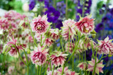25 NORA BARLOW Pink COLUMBINE Aquilegia Caerulea Flower Seeds