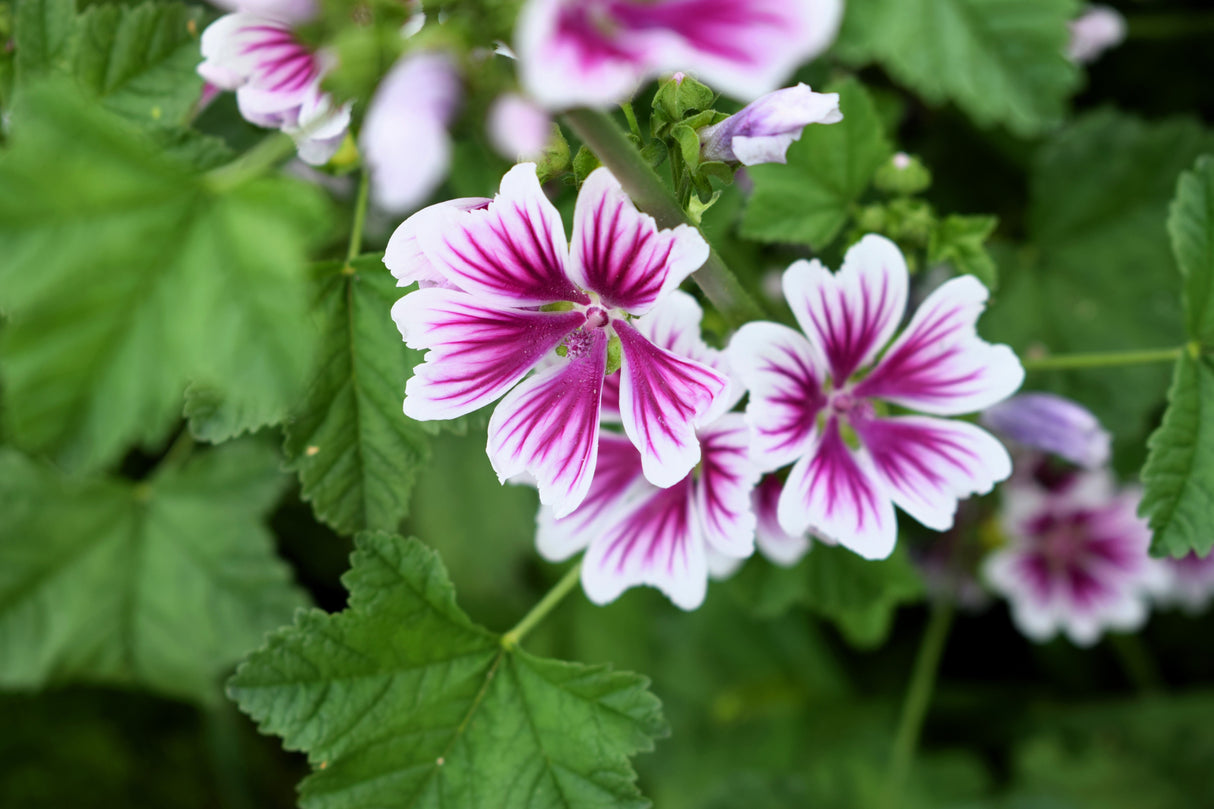 20 ZEBRA MALLOW Malva sylvestris var. Zebrina Flower Seeds