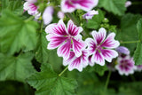 20 ZEBRA MALLOW Malva sylvestris var. Zebrina Flower Seeds