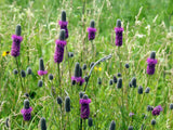 700 PURPLE PRAIRIE CLOVER Dalea Purpurea Flower Seeds