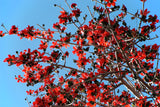 10 RED SILK COTTON Tree Bombax Ceiba Kapok Tropical Flower Seeds