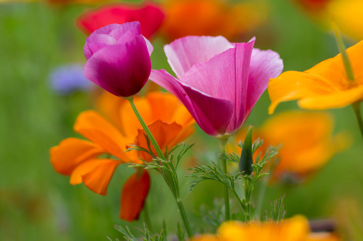 1000 MIXED Colors CALIFORNIA POPPY (Ballerina / Mission Bells) Eschscholzia Californica Flower Seeds