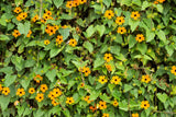 30 BLACK Eyed SUSAN VINE Thunbergia Alata Orange Yellow Black Flower Seeds
