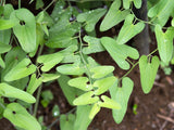 20 SLENDER DUTCHMAN'S PIPE Pipevine Aristolochia Debilis Deep Purple Flower Herb Vine Seeds