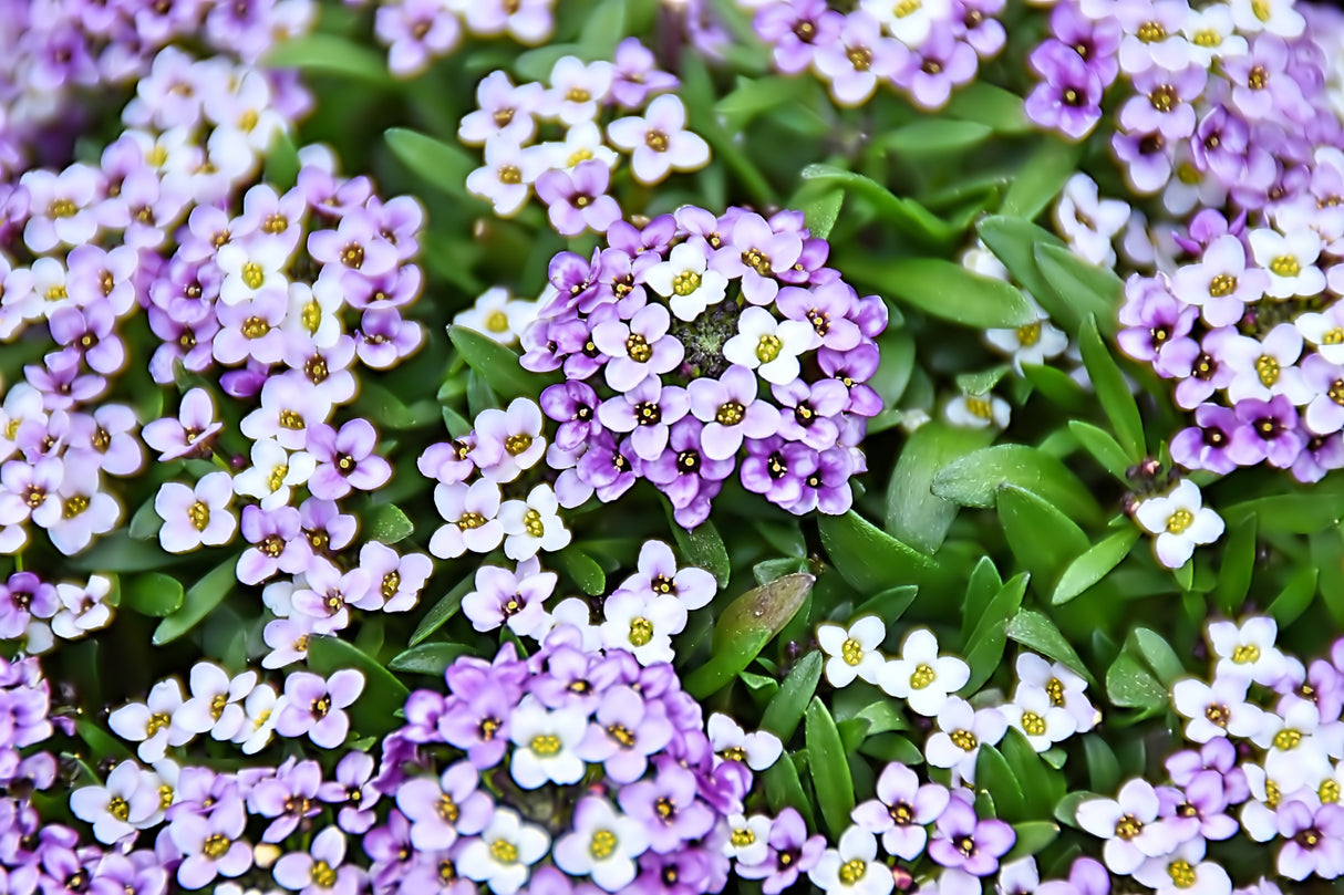 500 Sweet ALYSSUM PASTEL CARPET Mix Lobularia Maritima Flower Seeds