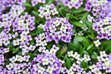500 Sweet ALYSSUM PASTEL CARPET Mix Lobularia Maritima Flower Seeds