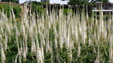 1000 CULVERS ROOT (Black Root) Veronicastrum Virginicum Flower Seeds