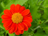 50 RED MEXICAN Torch SUNFLOWER Tithonia Rotundifolia Red Orange Flower Seeds
