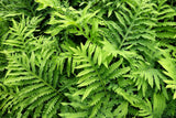 1000 + SENSITIVE FERN Onoclea Sensibilis aka Bead or Sympathy Fern Spores Seeds