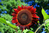 25 RED SUN SUNFLOWER Helianthus Annuus Flower Seeds
