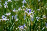 50 MISSOURI IRIS Missouriensis Rocky Mountain Blue Purple Yellow Flower Seeds
