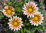 30 Mixed Colors GAZANIA Rigens Treasure Flower Seeds