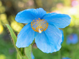 10 MIXED HIMALAYAN POPPY Blue Red Violet Meconopsis Napaulensis Mix Flower Seeds