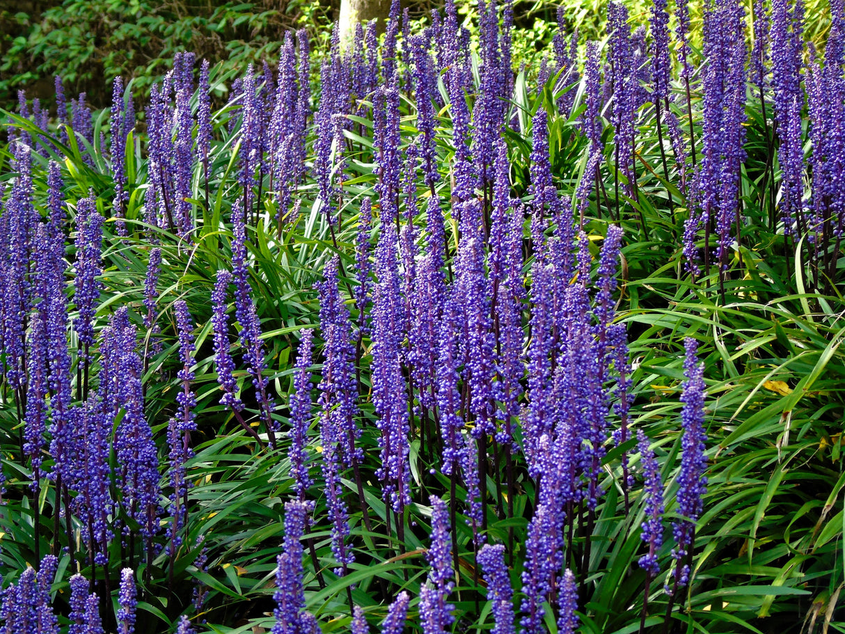 5 LILYTURF Liriope Muscari aka Big Blue Lily Turf / Monkey Grass Flower Seeds