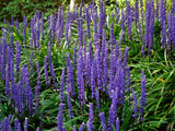 5 LILYTURF Liriope Muscari aka Big Blue Lily Turf / Monkey Grass Flower Seeds