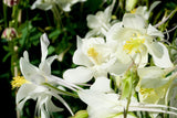 50 MCKANAS GIANT COLUMBINE Mixed Colors Aquilegia Hybrida Flower Seeds