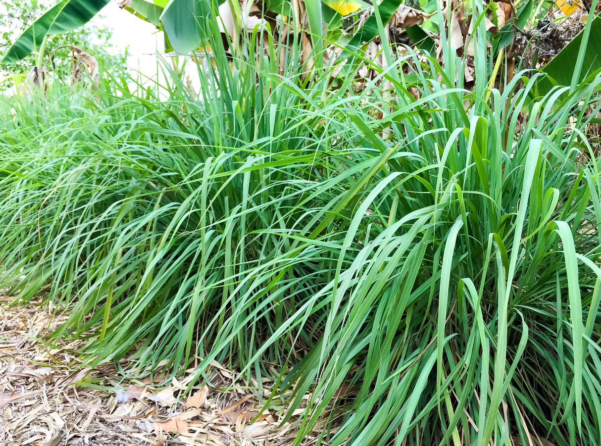 100 LEMONGRASS East Indian Lemon Grass Fragrant Ornamental Edible Cymbopogon Flexuosus Seeds