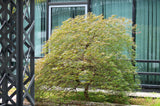 10 Upright GREEN LACELEAF MAPLE Japanese Seiryu Acer Palmatum Dissectum Viridis Tree Seeds