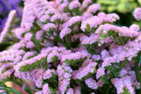 50 Pacific Mix STATICE (Sea Lavender) Mixed Colors  Limonium Sinuatum Flower Seeds