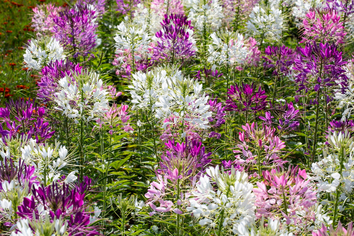 250 MIXED Colors QUEEN CLEOME (Spider Flower) Cleome Hassleriana Cleome Spinosa Flower Seeds