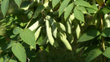 7 BLUE SAUSAGE FRUIT Edible & Ornamental Decaisnea Fargesii Tree Shrub Seeds