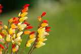 10 FIRECRACKER VINE Flower Mina Lobata Exotic Love Spanish Flag Ipomoea Seeds