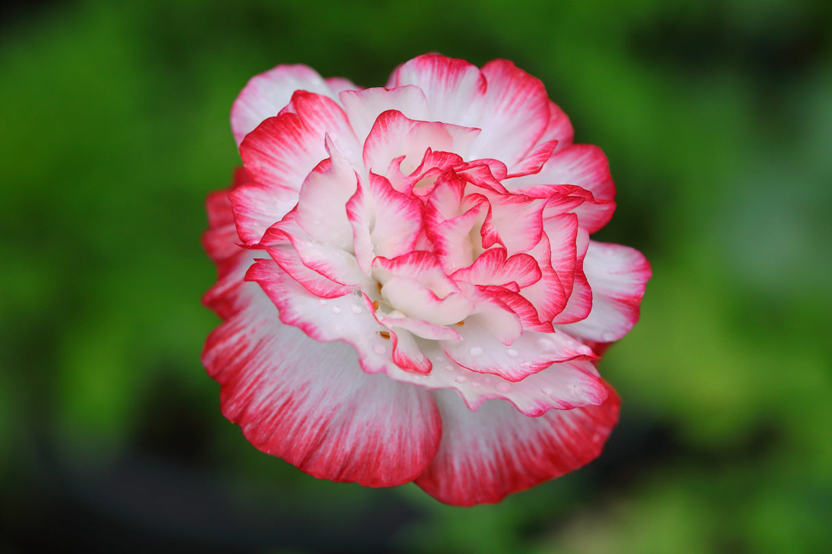 1000 Mixed Colors DOUBLE SHIRLEY POPPY Papaver Rhoeas Flower Seeds
